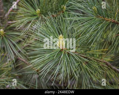 Junger Spross auf dem Zweig der mazedonischen Kiefer (lateinischer Name: Pinus peuce) im Südwesten Serbiens Stockfoto