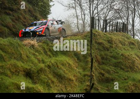 Auckland, Neuseeland. 01. Oktober 2022. 11 NEUVILLE Thierry (bel), WYDAEGHE Martijn (bel), Hyundai Shell Mobis World Rally Team, Hyundai i20 N Rally 1, Aktion während der Rallye Neuseeland 2022, 11. Runde der WRC World Rally Car Championship 2022, vom 29. September bis 2. Oktober 2022 in Auckland, Neuseeland - Foto: Nikos Katikis/DPPI/LiveMedia Credit: Independent Photo Agency/Alamy Live News Stockfoto