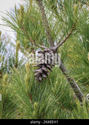 Einzelner Kegel auf dem Zweig einer mazedonischen Kiefer (lateinischer Name: Pinus peuce) im Südwesten Serbiens Stockfoto