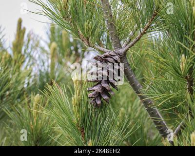 Einzelner Kegel auf dem Zweig einer mazedonischen Kiefer (lateinischer Name: Pinus peuce) im Südwesten Serbiens Stockfoto