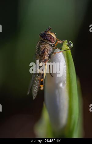 Makrodetail der leuchtend farbigen Hover-Fliege (Syrphus ribesii), bedeckt mit auftauendem Frost, auf einem Schneeglöckchen-Blütenbud (Galanthus nivalis) in schwacher Wintersonne Stockfoto