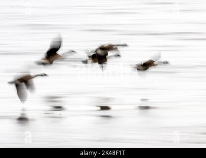 Rutland Water Oakham JAugust 2022: Feuchtgebiete Vögel in anmutig langsame Bewegung Flug. Clifford Norton Alamy Stockfoto