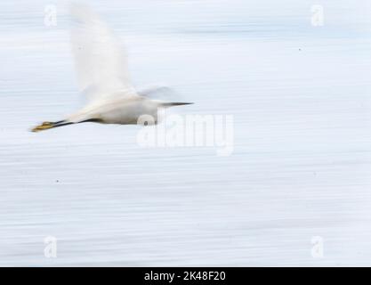 Rutland Water Oakham JAugust 2022: Feuchtgebiete Vögel in anmutig langsame Bewegung Flug. Clifford Norton Alamy Stockfoto