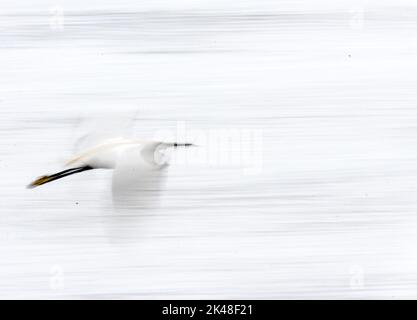 Rutland Water Oakham JAugust 2022: Feuchtgebiete Vögel in anmutig langsame Bewegung Flug. Clifford Norton Alamy Stockfoto