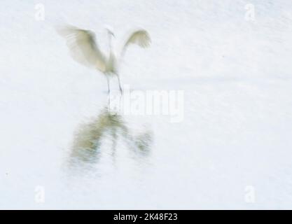 Rutland Water Oakham JAugust 2022: Feuchtgebiete Vögel in anmutig langsame Bewegung Flug. Clifford Norton Alamy Stockfoto