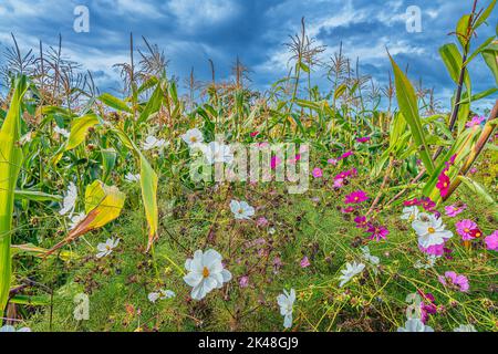 Gemüsegarten mit Mais und Blumen auf der königlichen dänischen Königsburg in Graasten, Dänemark Stockfoto