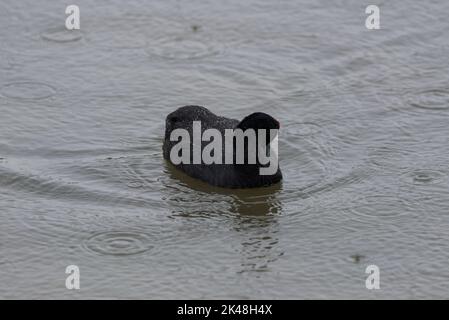 Rotknotenhuhn, Fulica cristata, im Naturpark El Hondo, Gemeinde Crevillente, Provinz Alicante, Spanien Stockfoto