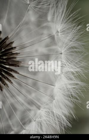 Wunderschöne, frühlingshafte, weiße Dandelionblüte Stockfoto