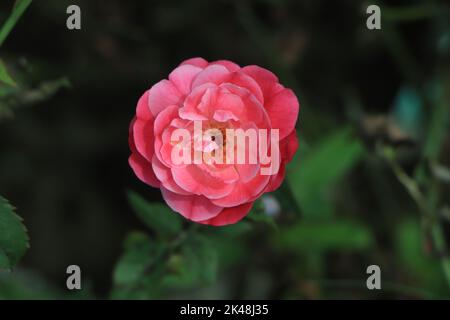 Rosa Rose wächst auf einem Bauernhof Stockfoto