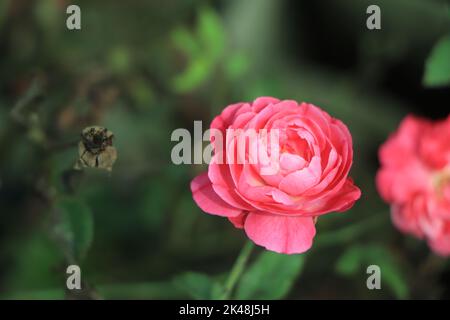 Rosa Rosen im Garten Stockfoto