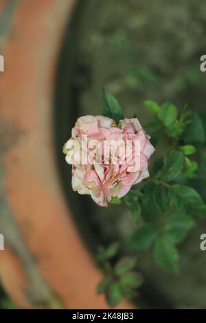 Hellrosa Blume in selektivem Fokus, die auf einem Garten blüht Stockfoto