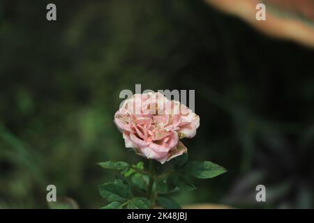 Nahaufnahme einer rosa Rose, die auf einem Garten blüht Stockfoto