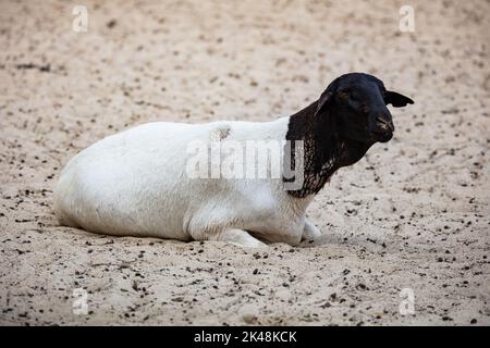 Somalische Schafe. Säugetiere und Säugetiere. Landwelt und Fauna. Wildtiere und Zoologie. Natur- und Tierfotografie. Stockfoto