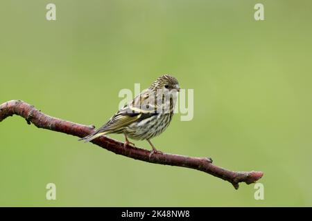 Weibliche eurasische Siskin, lateinisch Carduelis spinus, thront auf einem roten Zweig vor grünem Hintergrund. Auch bekannt als Schwarzkopfgoldfink Stockfoto