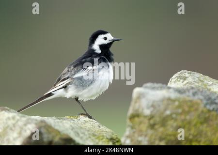 Pied Wagtail (Motacilla alba) steht auf einer Steinwand mit einem Bein versteckt. Vor einem weichen grünen Hintergrund. Stockfoto