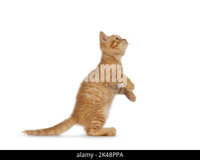 Entzückende Ingwer Britische Kurzhaar Katze Kätzchen, stehend Seitenwege auf Hinterpfoten spielen. Kamera wird gesucht. Isoliert auf weißem Hintergrund. Stockfoto
