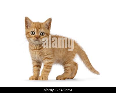 Liebenswert Ingwer Britisch Kurzhaar Katze Kätzchen, stehend Seitenwege. Blick auf die Kamera. Isoliert auf weißem Hintergrund. Stockfoto