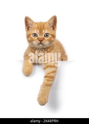 Entzückende Ingwer Britische Kurzhaar Katze Kätzchen, sich auf den Rand mit Pfoten hängen. Blick auf die Kamera. Isoliert auf weißem Hintergrund. Stockfoto