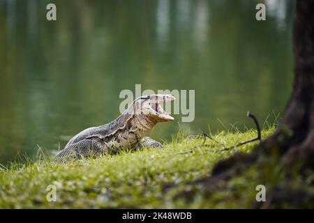 Wassermonitoreidechse im Gras im Lumphini Park. Bangkok, Thailand. Stockfoto