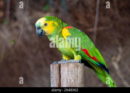 Gelbkopf-amazonas (Amazona oratrix), Gelbkopfpapagei oder zweifacher Gelbkopf-amazonas schließen sich an einem Mast an Stockfoto