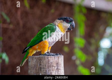 Ein Schwarzkopfpapagei (Pionites melanocephalus) aus der Nähe eines Astes. Stockfoto