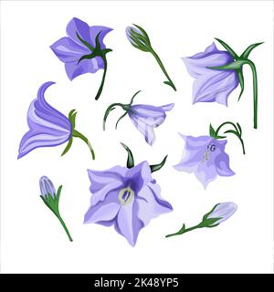 Blaue Glockenblumen. Isolierte blaue Blumen auf weißem Hintergrund. Vektorgrafik Stock Vektor