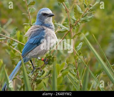 Ein scrub jay im Gestrüpp thront. Stockfoto