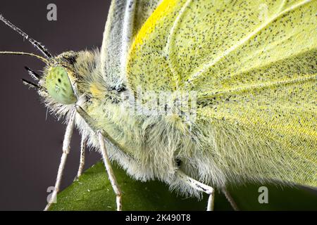 Kleiner Weißkohl Makrokopf Thorax zusammengesetztes Auge. Der Schmetterling sitzt auf einem Paprika-Urlaub. Stockfoto