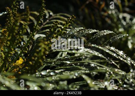 Dickes Wasser tropft auf breite grüne Blätter, die im frühen Morgenlicht zu sehen sind. Grüner, beruhigender, beruhigender Naturhintergrund oder Tapete. Stockfoto