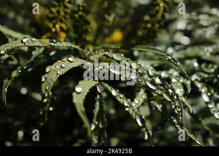 Dickes Wasser tropft auf breite grüne Blätter, die im frühen Morgenlicht zu sehen sind. Grüner, beruhigender Naturhintergrund Stockfoto