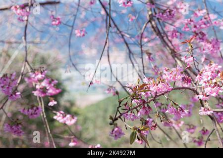 Kirschblüte, Mai Anh Dao prunus cerasoides blüht am blauen Himmel in Lac Duong, Da Lat, Lam Dong, Vietnam, Rosa Blüten am Ast mit blauem Himmel d Stockfoto