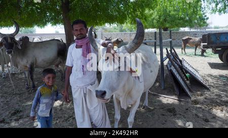 Bhinmal Rajasthan, Indien - 19. Mai 2017 : Indian Rural Village Farmer mit seinem Vieh Kuh und Kinder auf seiner Farm Stockfoto