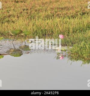 219 Rosa Lotusblume-Nelumbo nucifera, die auf der stählernen Oberfläche von Yellow Water-Ngurrungurrudjba Billabong reflektiert wird. Kakadu-Australien. Stockfoto