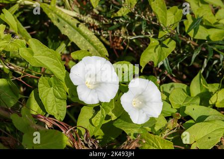 Calystegia sepium. Heckenbindenweed Blume. Zwei schöne weiße Blüten im Sonnenlicht. Stockfoto