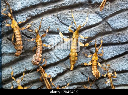Australische Stachelblattinsekten (Extatosoma tiaratum) an einer Wand in einem Terrarium Stockfoto