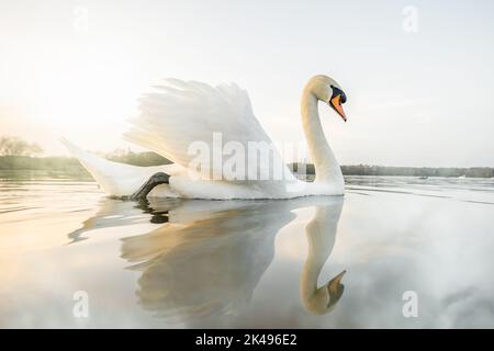 Schöner, ruhiger Schwan, der sich bei Sonnenuntergang in vollkommen stillem Wasser widerspiegelt Stockfoto
