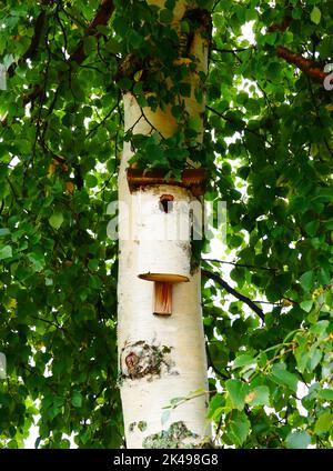 Vogelhaus in Birke Stockfoto