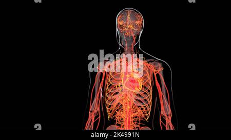 Humanes arterielles und venöses Kreislaufsystem, medizinisch genaue Animation des Herzens mit Vains und Arterien, Blutgefäßen, 3D Render Stockfoto