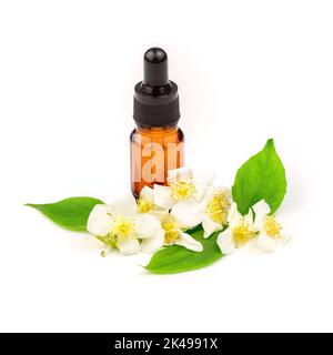 Ätherisches Jasminöl in der Flasche und frische Jasminblüten isoliert auf weißem Hintergrund. Stockfoto