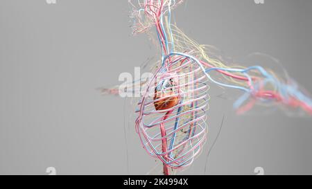 Humanes arterielles und venöses Kreislaufsystem, medizinisch genaue Animation des Herzens mit Vains und Arterien, Blutgefäßen, 3D Render Stockfoto