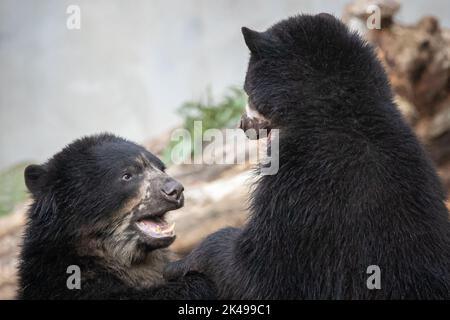 Zwei schwarze Brillenbären, die vor einem natürlichen Hintergrund spielen Stockfoto