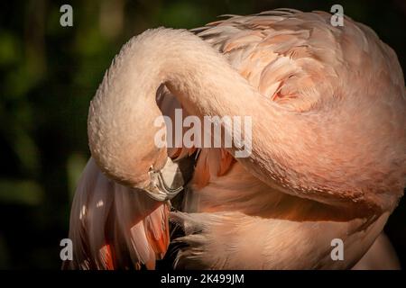 Ein Flamingo, der an einem Sommertag in der warmen Sonne seine Federn putzt Stockfoto