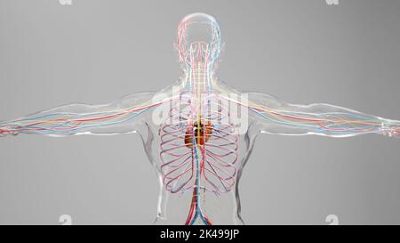 Humanes arterielles und venöses Kreislaufsystem, medizinisch genaue Animation des Herzens mit Vains und Arterien, Blutgefäßen, 3D Render Stockfoto