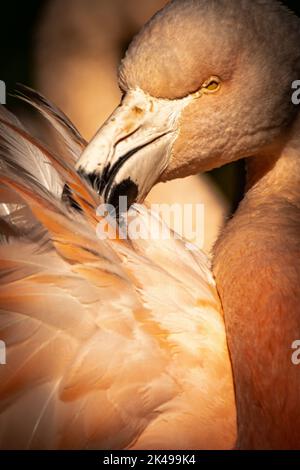 Ein Flamingo, der an einem Sommertag in der warmen Sonne seine Federn putzt Stockfoto