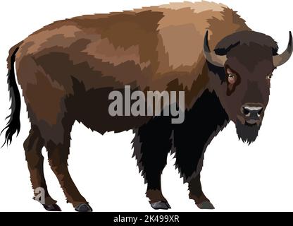 Braune Zubr Büffelbison realistische Vektordarstellung Stock Vektor