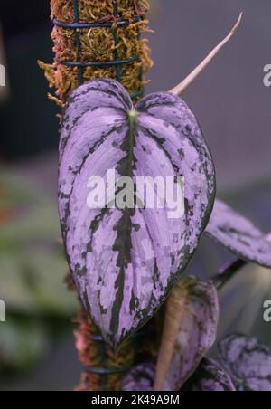 Nahaufnahme der grünen silbrigen Blätter von Philodendron Brandtianum, einer beliebten und seltenen Zimmerpflanze Stockfoto