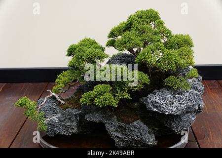 Ein schöner und ausgebildeter Bonsai-Baum aus Sargent Wacholder mit winzigen grünen Blättern Stockfoto