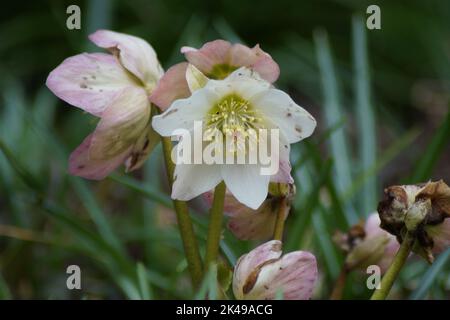 Helleborus niger blüht im Garten Stockfoto