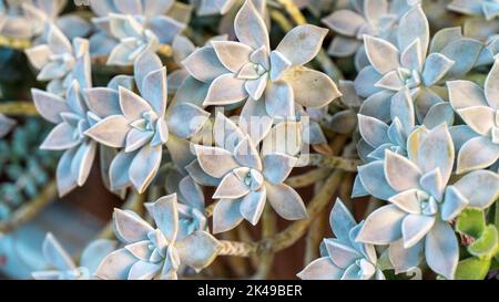 Sukulente Pflanzenhintergrund. Geisterpflanze Sukulent auch als Sedum weinbergii oder Graphiptopetalum Paraguayense bekannt. Natürliche fraktale Muster auf der Blume Stockfoto