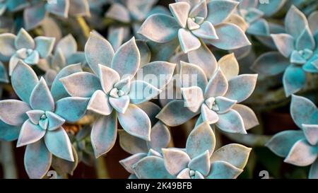 Sukulente Pflanzenhintergrund. Geisterpflanze Sukulent auch als Sedum weinbergii oder Graphiptopetalum Paraguayense bekannt. Natürliche fraktale Muster auf der Blume Stockfoto